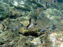 DSCI0510