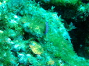 DSCI0528