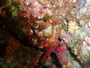 DSCI0542