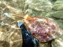 DSCI0761