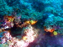 DSCI0985