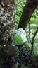 Charente Sentier de la Chignolle - Au Congo #2 GC7JP7D